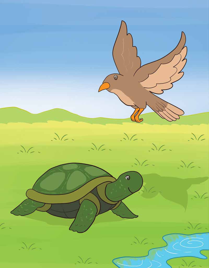 Rocky the Turtle